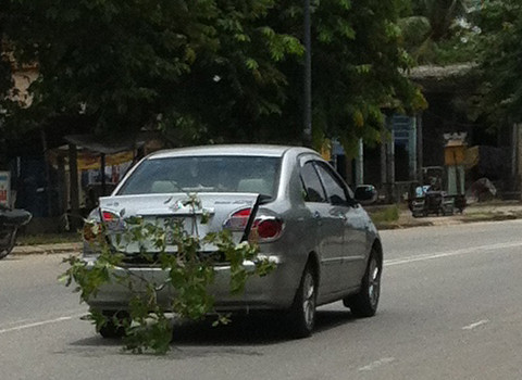 Ôtô chở cây cảnh. Ảnh: Lê Hiếu
