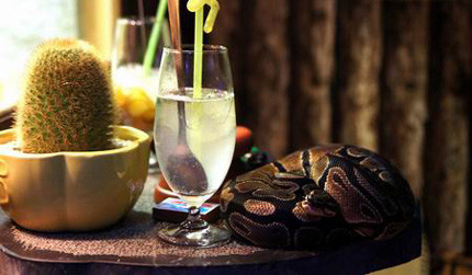 Nếu muốn thử cảm giác mạnh, giới trẻ Việt lại tìm đến những quán cà phê nuôi các loại bò sát: rắn, thằn lằn, nhện..., ví như Pet cafe, tọa lạc tại số 2A đường Khâm Thiên (Hà Nội). Khách đến uống cà phê có thể mở nắp lồng, bắt những con vật này ra bằng tay và vuốt ve, âu yếm... Nếu muốn thử cảm giác mạnh, giới trẻ Việt lại tìm đến những quán cà phê nuôi các loại bò sát: rắn, thằn lằn, nhện..., ví như Pet cafe, tọa lạc tại số 2A đường Khâm Thiên (Hà Nội). Khách đến uống cà phê có thể mở nắp lồng, bắt những con vật này ra bằng tay và vuốt ve, âu yếm...