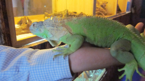 Nổi da gà trào lưu nuôi thú khủng Những con thú cưng đáng yêu dễ thương như cún, mèo, chim, cá... dường như đã trở nên quá nhàm chán. Giới trẻ ngày nay chuyển sang nuôi nhưng con vật có hình dáng quái dị, nhìn thấy là nổi da gà, như: nhện độc to bè màu mè, lông lá hay rết khổng lồ nhiều chân Nam Phi. Nổi da gà trào lưu nuôi thú khủng Những con thú cưng đáng yêu dễ thương như cún, mèo, chim, cá... dường như đã trở nên quá nhàm chán. Giới trẻ ngày nay chuyển sang nuôi nhưng con vật có hình dáng quái dị, nhìn thấy là nổi da gà, như: nhện độc to bè màu mè, lông lá hay rết khổng lồ nhiều chân Nam Phi.