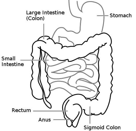 Biểu đồ ruột người. Trừ khi cắt bỏ ruột già (large intestine), sẽ rất khó tìm ra cách chữa chứng viêm co thắt ruột kết (Ảnh: Wikipedia) Biểu đồ ruột người. Trừ khi cắt bỏ ruột già (large intestine), sẽ rất khó tìm ra cách chữa chứng viêm co thắt ruột kết (Ảnh: Wikipedia)