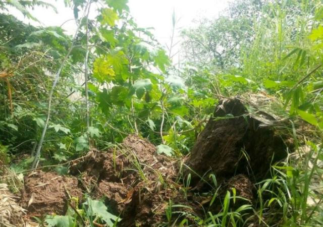 Dấu hiệu của sự sạt lở bên bờ sông Hồng đe dọa nghiêm trọng đến đất đai, hoa màu của người dân (Ảnh Minh Chí) Dấu hiệu của sự sạt lở bên bờ sông Hồng đe dọa nghiêm trọng đến đất đai, hoa màu của người dân (Ảnh Minh Chí)