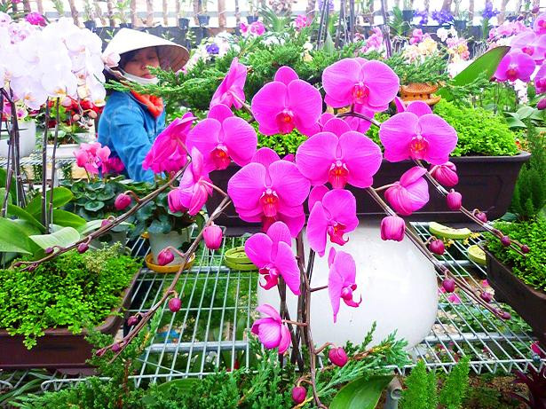 Bên cạnh đó, chắc chắn các teen sẽ bị thu hút bởi Lễ hội hóa trang hoa và Thời trang hoa. Những bộ váy áo rực rỡ và những chiếc xe đạp đôi gắn đầy hoa sẽ mang đến không gian cực kì lãng mạn. Thời gian của lễ hội là 19h30 ngày 2/1/2012 tại Quảng trường Trung tâm thành phố Đà Lạt và Khu phố đi bộ. Bên cạnh đó, chắc chắn các teen sẽ bị thu hút bởi Lễ hội hóa trang hoa và Thời trang hoa. Những bộ váy áo rực rỡ và những chiếc xe đạp đôi gắn đầy hoa sẽ mang đến không gian cực kì lãng mạn. Thời gian của lễ hội là 19h30 ngày 2/1/2012 tại Quảng trường Trung tâm thành phố Đà Lạt và Khu phố đi bộ.