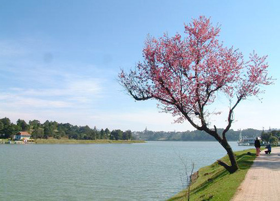 Festival Hoa là lễ hội dành cho mọi người, nhưng với teen, đặc biệt có nhiều điều thú vị. Bạn Nguyễn Thị Mơ (ĐH Yersin) hào hứng: "Tớ chắc chắn các bạn sẽ thích thú bởi Lễ hội Carnaval đường phố tràn ngập hoa là hoa. Chuyến chinh phục Langbiang đầy thú vị". Festival Hoa là lễ hội dành cho mọi người, nhưng với teen, đặc biệt có nhiều điều thú vị. Bạn Nguyễn Thị Mơ (ĐH Yersin) hào hứng: "Tớ chắc chắn các bạn sẽ thích thú bởi Lễ hội Carnaval đường phố tràn ngập hoa là hoa. Chuyến chinh phục Langbiang đầy thú vị".