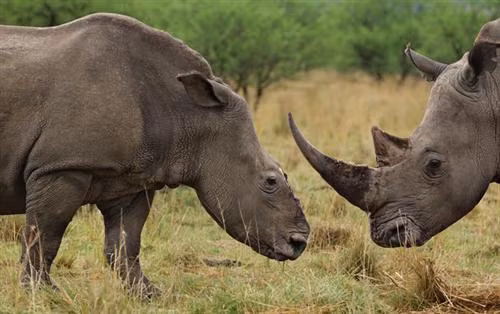 Một con tê giác trắng bị bọn săn trộm cắt sừng ở tỉnh KwaZulu-Natal, Nam Phi Một con tê giác trắng bị bọn săn trộm cắt sừng ở tỉnh KwaZulu-Natal, Nam Phi