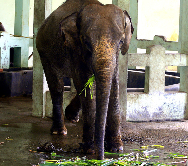 Hầu hết mọi người trước khi đến công viên Thủ Lệ đều tưởng tượng sẽ được ngắm nhìn những chú voi to khỏe, mạnh mẽ. Nhưng thực tế lại hoàn toàn khác khi chú voi ở đây có vẻ đang rất ốm yếu