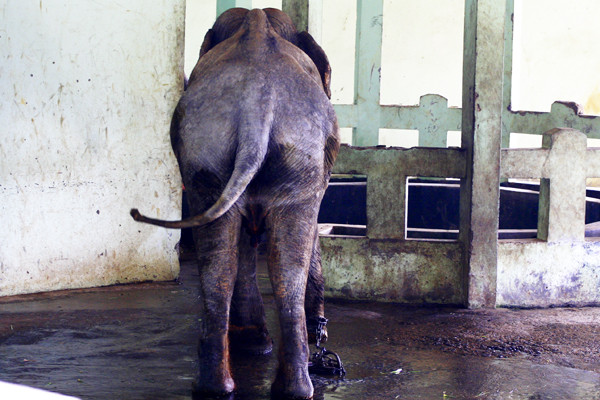 Đuôi voi không còn một sợi lông nào