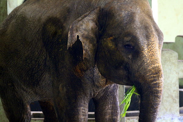 Dáng vẻ rất mệt mỏi của chú voi ở công viên Thủ Lệ khiến những người tham quan không khỏi ái ngại vì tình hình sức khỏe của chú. Nhưng ai sẽ là người giúp được chú voi đây?