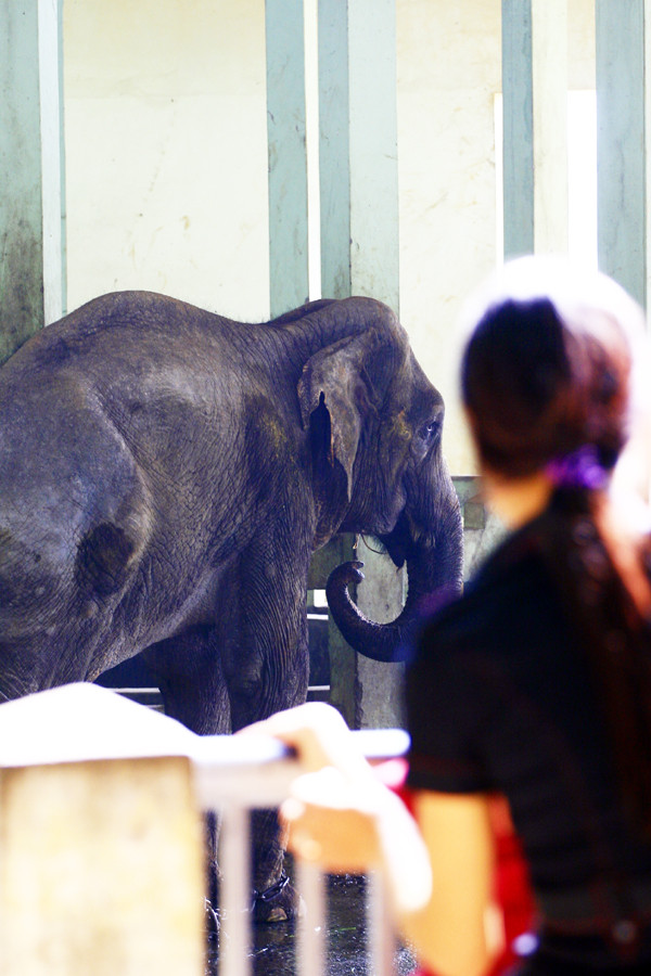 Cơ thể voi chỉ còn lớp da bủng beo bọc lấy khung xương, bốn chiếc chân còi cọc như bốn gốc cây đã chết khô.