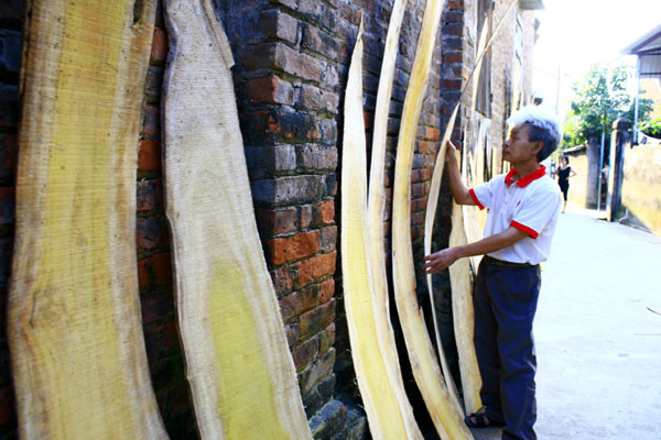 Những miếng gỗ mít xịn được phơi từ đầu làng Những miếng gỗ mít xịn được phơi từ đầu làng