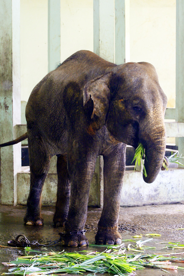 Lưng của chú voi ở công viên Thủ Lệ bắt đầu... mọc bướu như lạc đà