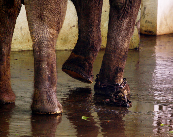 Bốn chân của chú voi như bốc khúc gỗ khô rang