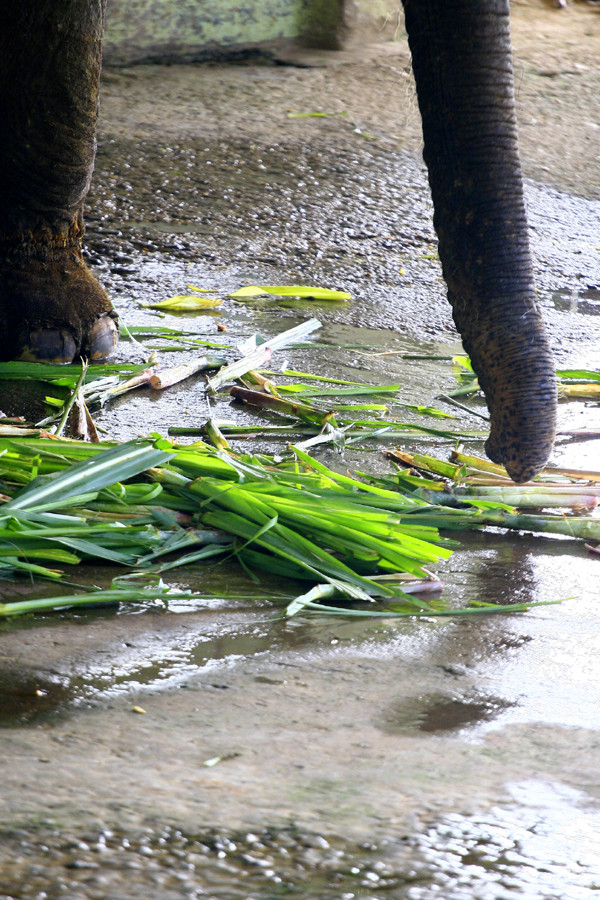 Đây là khẩu phần ăn hàng ngày của chú voi