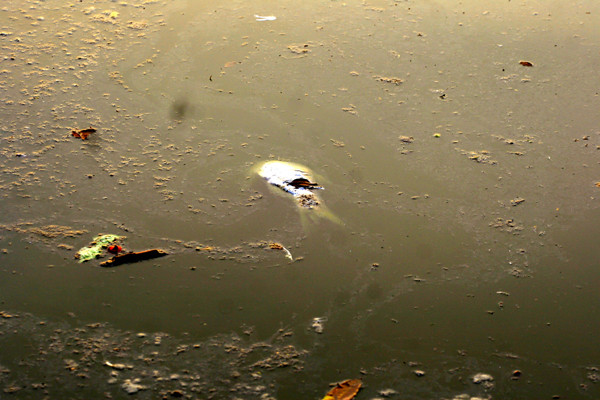 Nhìn những hình ảnh này liệu ai còn dám đi bộ ven Hồ Tây?