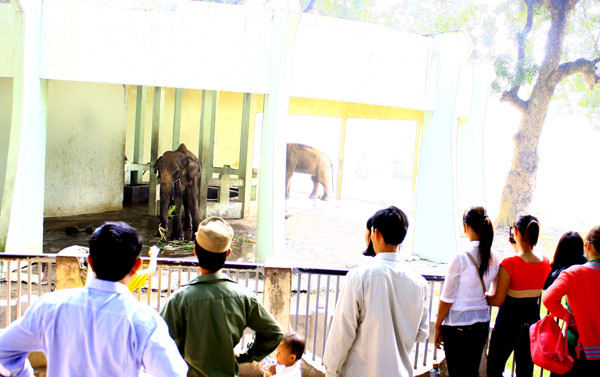 Những ánh mắt ái ngại cho tình hình của hai chú voi ở công viên Thủ Lệ
