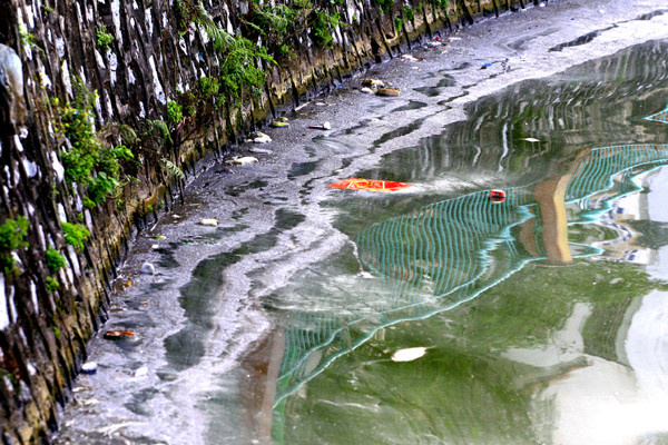 Một góc Hồ Tây đặc quánh váng bẩn với rác và cá chết