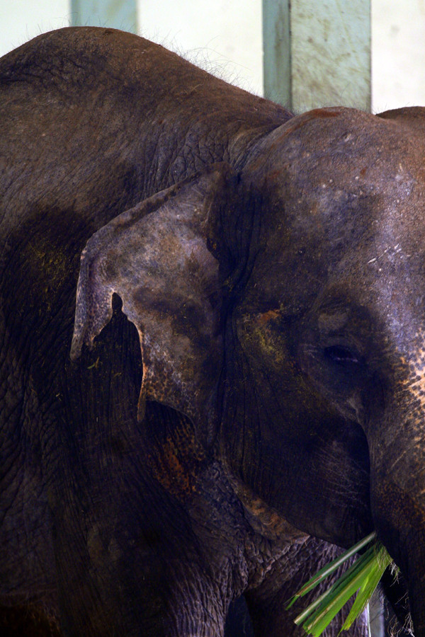 Nhìn tai của chú voi bị rách toạc một miếng khá to khiến nhiều người phải đau xót