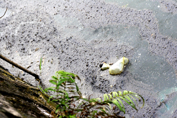 Một số người đi bộ ven Hồ Tây cho biết, gần đây Hồ Tây đang bị ô nhiễm ngày càng nặng hơn và nhiều người không còn "hứng thú" đi bộ quanh hồ lớn nhất Hà Nội này do không chịu nổi mùi hôi thối bốc lên