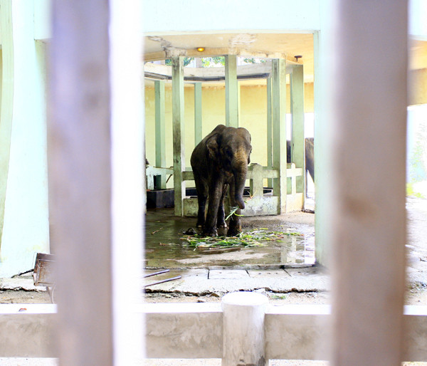 Nhiều khách du lịch ghé thăm đã thốt lên rằng đây là chú "voi còi" !