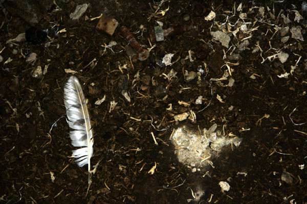 Phân và lông chim lợn dày kín Phân và lông chim lợn dày kín