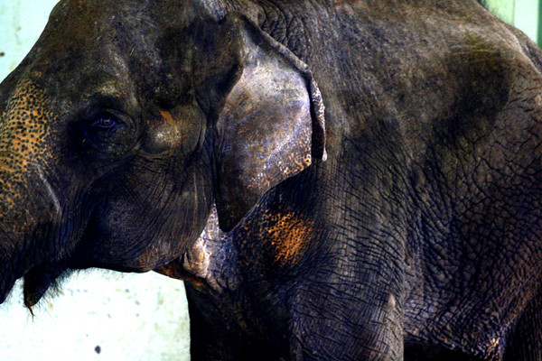 Da dẻ nứt nẻ nhăn nheo