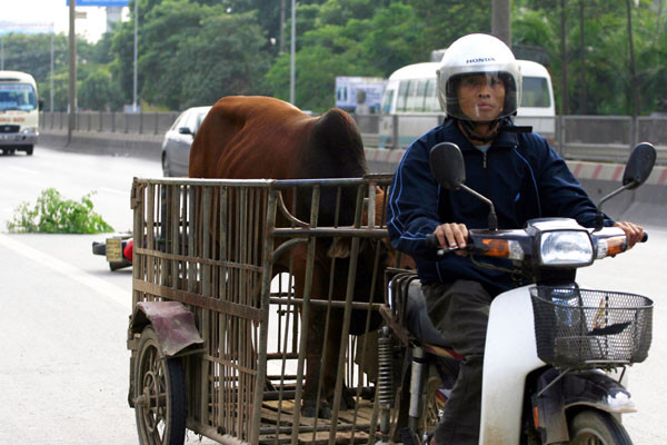 Một số chú đi lạc được chủ đưa về như thế này