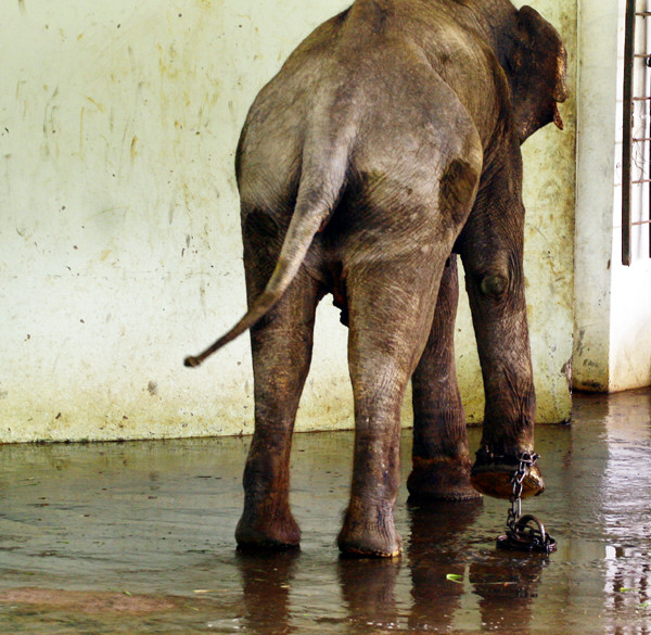 Đôi lúc khó chịu quá, chú "voi còi" lại nhấc chân lên cho thoải mái