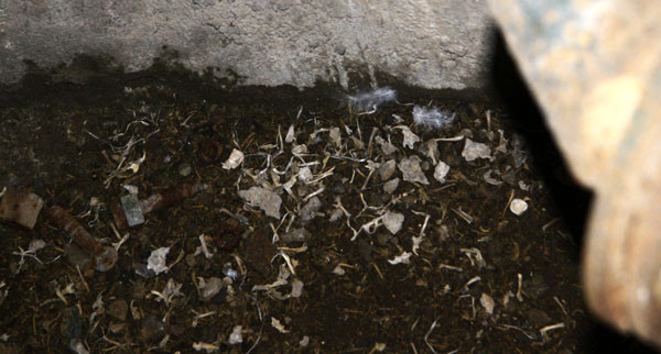 Và đây là đại bản doanh của chim lợn Và đây là đại bản doanh của chim lợn