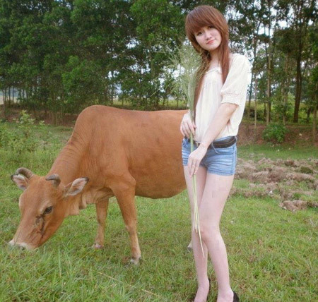 Người đẹp chăn bò.