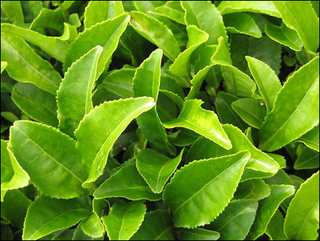 Ảnh: Dailyfitnessmagz.com Ảnh: Dailyfitnessmagz.com