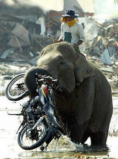 Khả năng của phương tiện chuyên chở đặc biệt.