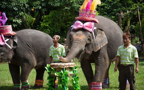 ... Voi chơi trống và chuông ... ... Voi chơi trống và chuông ...