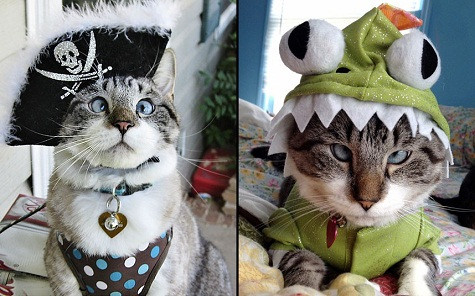 ... Spangles được mặc trong trang phục kỳ quặc như một tên cướp biển, ba ba, ếch, lươn, hổ và kỳ lân. ... Spangles được mặc trong trang phục kỳ quặc như một tên cướp biển, ba ba, ếch, lươn, hổ và kỳ lân.