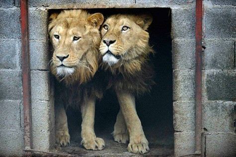 Ivan và Cornel, hai con sư tử 4 tuổi, đứng bên trong một sở thú tư nhân tại Novi Pazar, Serbia bên đường. Những con sư tử này sẽ được chuyển giao cho Lionsrock Big Cats Sanctuary ở Nam Phi. Ivan và Cornel, hai con sư tử 4 tuổi, đứng bên trong một sở thú tư nhân tại Novi Pazar, Serbia bên đường. Những con sư tử này sẽ được chuyển giao cho Lionsrock Big Cats Sanctuary ở Nam Phi.