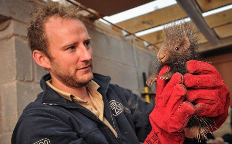 Stempu - một con nhím mới được sinh ra tại vườn bách thú Chester. Nó đang được bác sĩ thú y kiểm tra sức khỏe. Stempu - một con nhím mới được sinh ra tại vườn bách thú Chester. Nó đang được bác sĩ thú y kiểm tra sức khỏe.