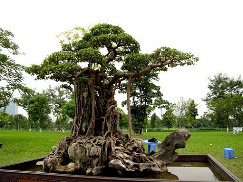 1. Mâm xôi con gà “Mâm xôi con gà” là cây sanh cổ thụ hơn 150 năm tuổi, có xuất xứ từ thôn Ngô Sài, xã Sài Sơn, Quốc Oai, thuộc Hà Tây cũ của dòng họ Phạm. Qua nhiều tay của các đại gia chơi cây, hiện “Mâm xôi con gà” thuộc sở hữu của ông Nguyễn Nam Thành (Thành “vàng”) Việt Trì, Phú Thọ. Tháng 4/2012, siêu cây triệu đô của đại gia đất Việt Trì đã được lên trang bìa của tạp chí về nghệ thuật chơi cây cảnh, bonsai - BCI của Mỹ. Trong một triển lãm sinh vật cảnh, Mâm xôi con gà được định giá 6 triệu USD tương đương với 120 tỷ đồng. 1. Mâm xôi con gà “Mâm xôi con gà” là cây sanh cổ thụ hơn 150 năm tuổi, có xuất xứ từ thôn Ngô Sài, xã Sài Sơn, Quốc Oai, thuộc Hà Tây cũ của dòng họ Phạm. Qua nhiều tay của các đại gia chơi cây, hiện “Mâm xôi con gà” thuộc sở hữu của ông Nguyễn Nam Thành (Thành “vàng”) Việt Trì, Phú Thọ. Tháng 4/2012, siêu cây triệu đô của đại gia đất Việt Trì đã được lên trang bìa của tạp chí về nghệ thuật chơi cây cảnh, bonsai - BCI của Mỹ. Trong một triển lãm sinh vật cảnh, Mâm xôi con gà được định giá 6 triệu USD tương đương với 120 tỷ đồng.