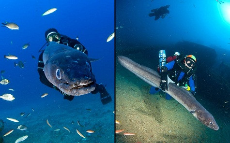 Con lươn và thợ lặn Andy ngoài khơi bờ biển của Crô-a-ti-a. Con lươn và thợ lặn Andy ngoài khơi bờ biển của Crô-a-ti-a.