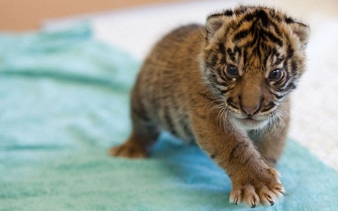 Con hổ Sumatra con tại vườn thú Point Defiance & Aquarium ở Tacoma, Washington. Con hổ Sumatra con tại vườn thú Point Defiance & Aquarium ở Tacoma, Washington.
