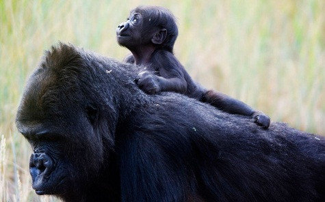 Gorilla mới sinh ở vườn thú Cheyenne Mountain, Colorado Springs chưa được đặt tên nhưng đã chứng tỏ sức mạnh của mình bằng cách treo lên lưng và bụng của mẹ mình. Vườn thú đang tổ chức cuộc thi cho công chúng để đặt tên cho con khỉ đột bé nhỏ này. Gorilla mới sinh ở vườn thú Cheyenne Mountain, Colorado Springs chưa được đặt tên nhưng đã chứng tỏ sức mạnh của mình bằng cách treo lên lưng và bụng của mẹ mình. Vườn thú đang tổ chức cuộc thi cho công chúng để đặt tên cho con khỉ đột bé nhỏ này.