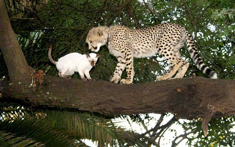 Con báo này cũng rất thân thiết với con mèo cưng của gia đình Pienaar. Japie - chồng Magda nói: con báo này đã đảo lộn nhiều thứ trong nhà, đi tiểu ở khắp mọi nơi và nhai tất cả mọi thứ… Đó là bản năng hoang dã của nó. Nó là một con mèo lớn, nhưng nó ngủ với chúng tôi trên giường cho đến khi quá lớn… Con báo này cũng rất thân thiết với con mèo cưng của gia đình Pienaar. Japie - chồng Magda nói: con báo này đã đảo lộn nhiều thứ trong nhà, đi tiểu ở khắp mọi nơi và nhai tất cả mọi thứ… Đó là bản năng hoang dã của nó. Nó là một con mèo lớn, nhưng nó ngủ với chúng tôi trên giường cho đến khi quá lớn…
