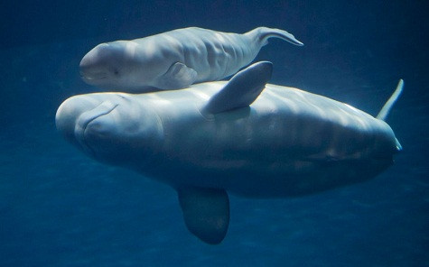 Mauyak, một con cá voi beluga tại Chicago Shedd Aquarium, bơi với đứa con mới sinh của mình tại hồ cá Abbott Oceanarium Mauyak, một con cá voi beluga tại Chicago Shedd Aquarium, bơi với đứa con mới sinh của mình tại hồ cá Abbott Oceanarium