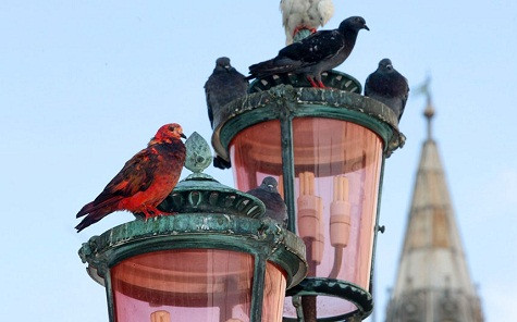 ... Những con chim bồ câu tại đây được nhuộm lông với nhiều màu sắc khác nhau. ... Những con chim bồ câu tại đây được nhuộm lông với nhiều màu sắc khác nhau.