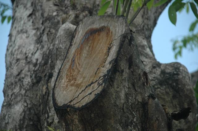 Dấu cưa cành của cây cổ thụ Dấu cưa cành của cây cổ thụ