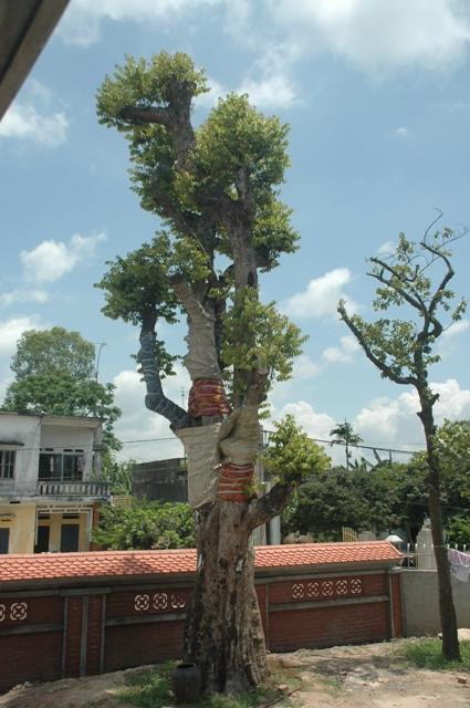 Theo lời kể của các công nhân xây dựng ở đây cho biết thì cây Thị này khó mà ước lượng được giá trị thành tiền của nó. Theo lời kể của các công nhân xây dựng ở đây cho biết thì cây Thị này khó mà ước lượng được giá trị thành tiền của nó.