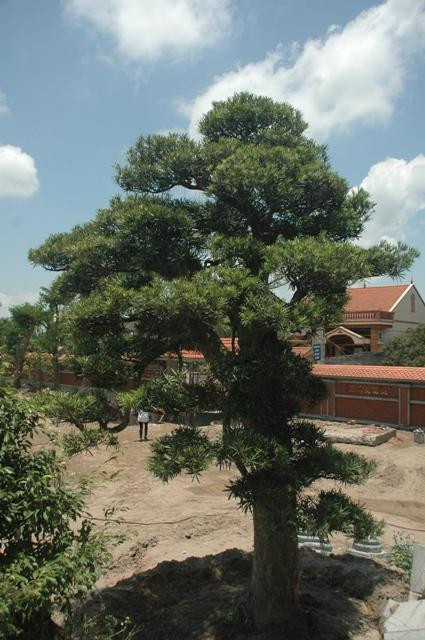 Cây Tùng La hán hàng trăm năm tuổi cũng có giá trị thành tiền cao ngất ngưởng Cây Tùng La hán hàng trăm năm tuổi cũng có giá trị thành tiền cao ngất ngưởng