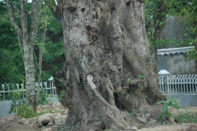 Gốc cây này có đường kính gần hai người lớn ôm Gốc cây này có đường kính gần hai người lớn ôm