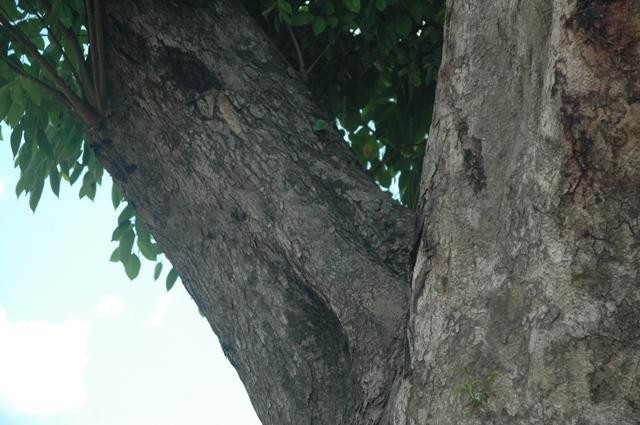 Cành cây mộc mạc, nhưng nó thể hiện độ tuổi khá cao... Cành cây mộc mạc, nhưng nó thể hiện độ tuổi khá cao...