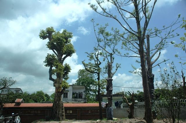 Cùng nhiều cây gỗ quý khác Cùng nhiều cây gỗ quý khác