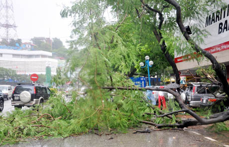 Cây đổ chắn ngang đường Lê Thanh Tống, đoạn gần ngã tư cột đồng hồ (Ảnh: báo Quảng Ninh)
