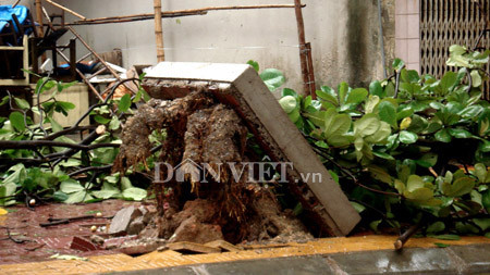 Gió lớn khiến nhiều cây đổ tại Quảng Ninh - Ảnh: Cù Zap