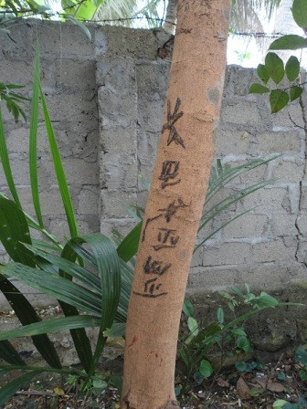 Dòng chữ trên thân cây nhãn. Dòng chữ trên thân cây nhãn.